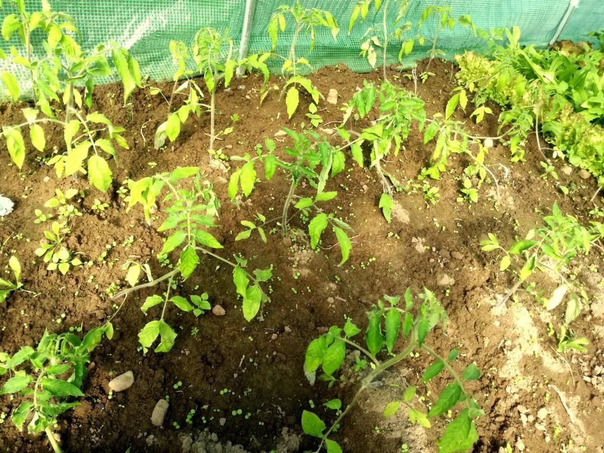 Фермерские дома Zacisze przy lesie Рын