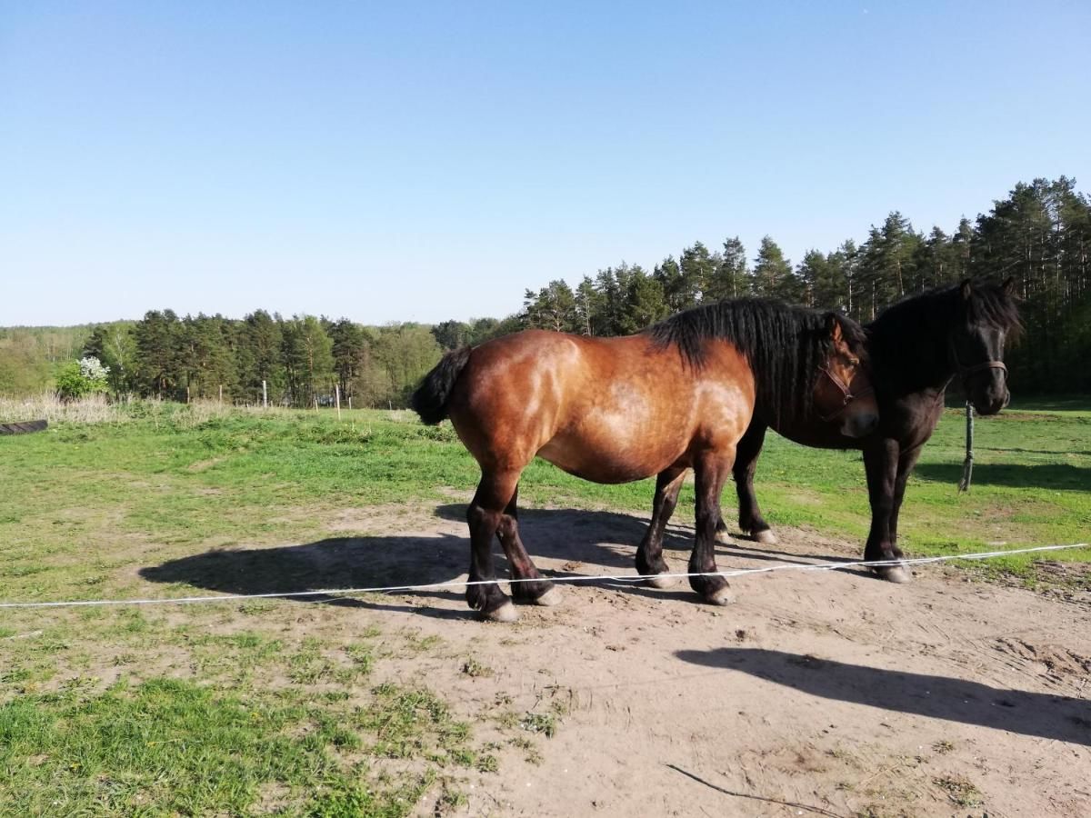 Фермерские дома Zacisze przy lesie Рын