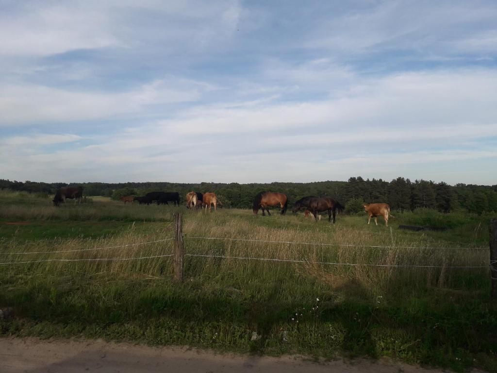 Фермерские дома Zacisze przy lesie Рын