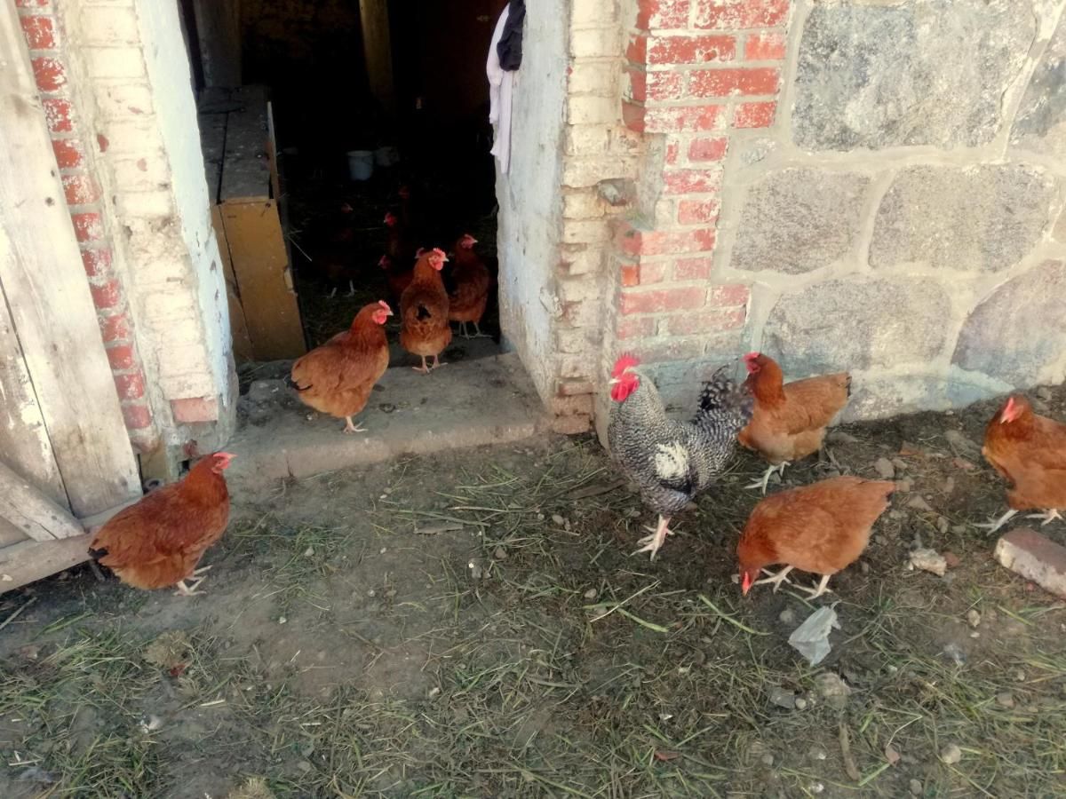 Фермерские дома Zacisze przy lesie Рын