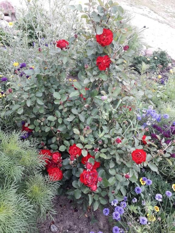 Фермерские дома Zacisze przy lesie Рын