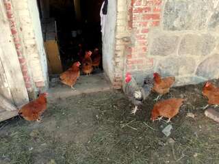 Фермерские дома Zacisze przy lesie Рын-5