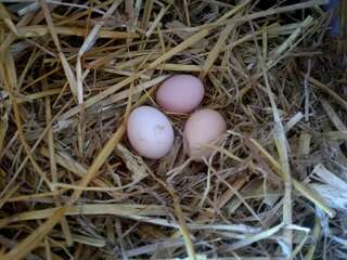 Фермерские дома Zacisze przy lesie Рын-6